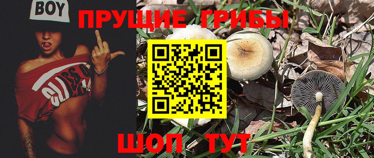 Ангарск  Галлюциногенные грибы Psilocybe  Вход с VPN 